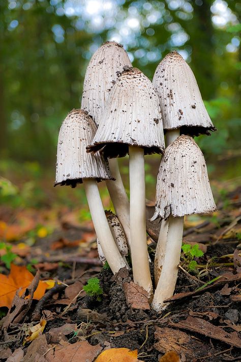 Coprinopsis atramentaria | Found this cluster of the Common … | Flickr Cluster Of Mushrooms, Mushroom Cluster, Mushrooms Under Microscope, Coprinopsis Atramentaria, Fungi Mycelium, Spotted Mushroom, Mycena Chlorophos Mushroom, The Common, Permaculture