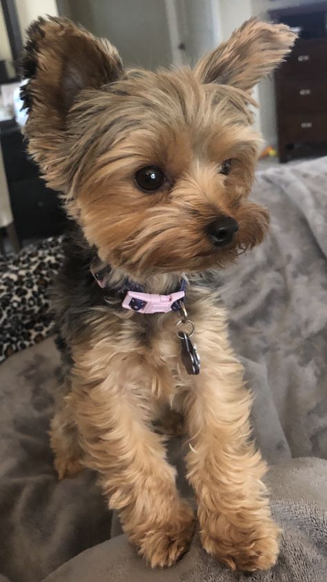 Teacup Yorkie Full Grown, Yorkie Summer Cut, Yorkie Haircuts Female, Male Yorkie Hairstyles, Yorkie Terrier Haircuts, Cute Yorkie Haircut, Yorkie Teddy Bear Cut, Yorkie Funny, Frenchton Dog