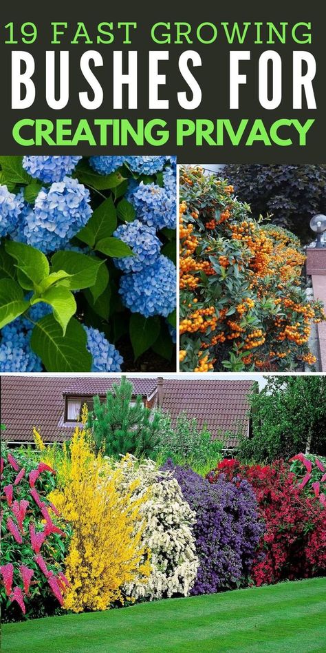 19 Fast Growing Bushes to Deal with Prying Neighbors Shrubs For Privacy Fast Growing, Privacy Bushes Fast Growing, Plants For Privacy Fast Growing, Fast Growing Bushes For Privacy, Fast Growing Privacy Plants, Flowering Bushes, Garden Design Plans, Lawn And Landscape, Flower Landscape