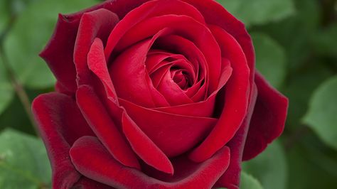 EDITH PIAF • MEILLAND International Kosmetyki Mary Kay, Rose Belle, Edith Piaf, Types Of Roses, Growing Roses, Hybrid Tea Roses, Single Rose, Pretty Roses, Beautiful Rose Flowers