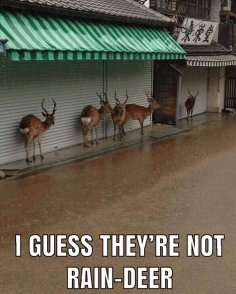 Deer Meme, Funny Hunting Pics, Hunting Quotes Funny, Deer Hunting Humor, Hunting Jokes, Farm Humor, Funny Deer, Hunting Humor, Best Puns