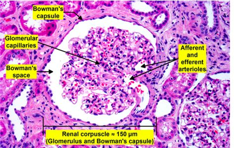Kidney Histology, Histology Slides, Studying Medicine, Medicine Notes, Nursing School Motivation, Medical Anatomy, Med School, School Motivation, Nursing School