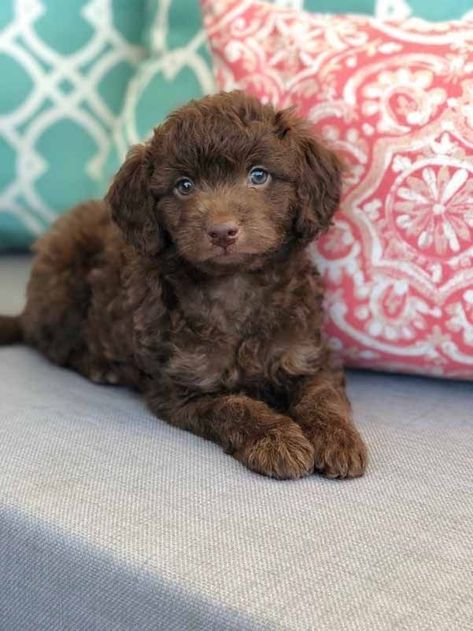 Mini Doodle Dog, Teacup Labradoodle, Black Labradoodle Puppy, Toy Labradoodle, Labradoodle Mini, Teacup Goldendoodle, Mini Labradoodle Puppy, Labradoodle Miniature, Chocolate Labradoodle