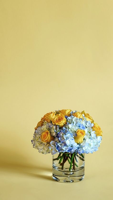 Hydrangea Yellow, Yellow Wall, Yellow Walls, Blue Hydrangea, Yellow Roses, Make Me Happy, Hydrangea, Blue Yellow, Baby Blue