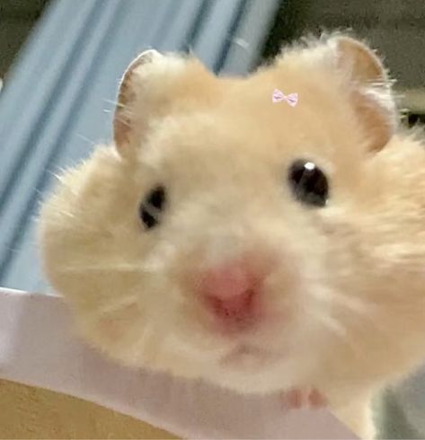 Cute Hamster Pics, Evil Hamster, Pfp Hamster, Hamster Icon, Hamster Pfp, Avatar Tiktok, Kawaii Hamster, Hamster Cute, Cute Chipmunk