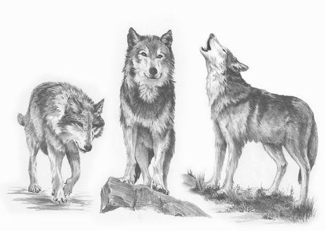 Wolf Pack Drawing, Brothers Tattoo, Easy Pencil Drawings, Journal April, Crayons Pastel, Wolf Sketch, Wolf Tattoo Sleeve, Puzzle Photo, Fairy Drawings