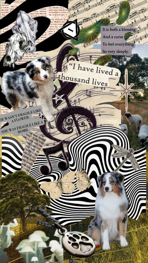 Border Collie Wallpaper, Therian Wallpaper, Therian Stuff, Mac Wallpaper, Grey Wolf, Cute Funny Dogs, Cute Wallpaper Backgrounds, Australian Shepherd, Border Collie