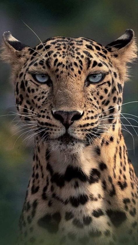 Regard Animal, Big Cats Photography, Disney Garden, Leopard Tattoos, Cutee Animals, Leopard Skin, Pretty Animals, Majestic Animals, Amazing Pics