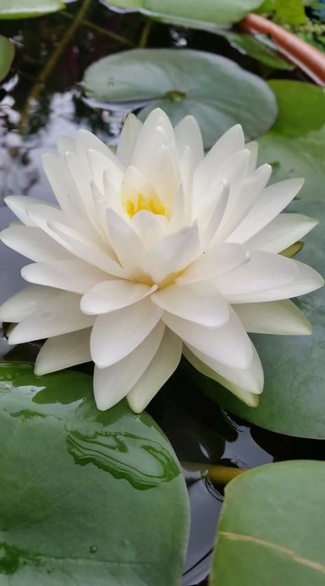 White water lily Water Lily Bouquet, Nymphaea Lotus, Lily Water, White Water Lily, Water Lotus, Water Lily Flower, Lotus Flower Pictures, White Lotus Flower, Lily Lotus