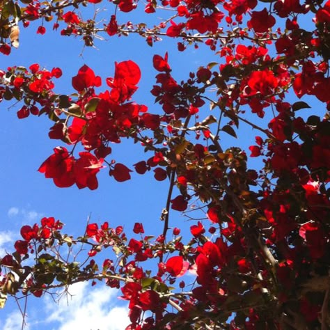 Red and bright sky blue Light Blue Red Aesthetic, Red And Blue Background Aesthetic, Light Blue And Red Aesthetic, Anderson Aesthetic, Blue Moodboard, Geraniums Red, Phone Homescreen, Dark Red Roses, Light Blue Aesthetic