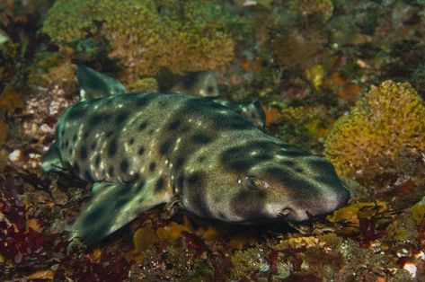 Swell Shark Swell Shark, Sandbar Shark, Zebra Shark, Cat Shark, Basking Shark, Shark Photos, Species Of Sharks, Small Shark, Georgia Aquarium