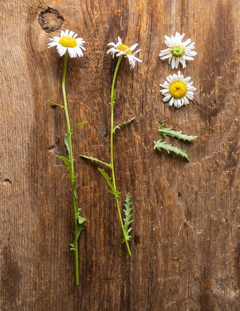 Oxeye Daisy Oxeye Daisy, Wilted Flowers, Cold Dishes, Wild Food, Eating Raw, Spring Rolls, Edible Flowers, Flower Bud, Large Flowers