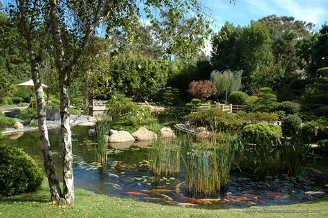 Japanese Garden at CSULB Wallpaper Photos, Garden Pictures, Free Wallpaper, Japanese Garden, Flower Pictures, Long Beach, Botanical Gardens, Southern California, Free Online