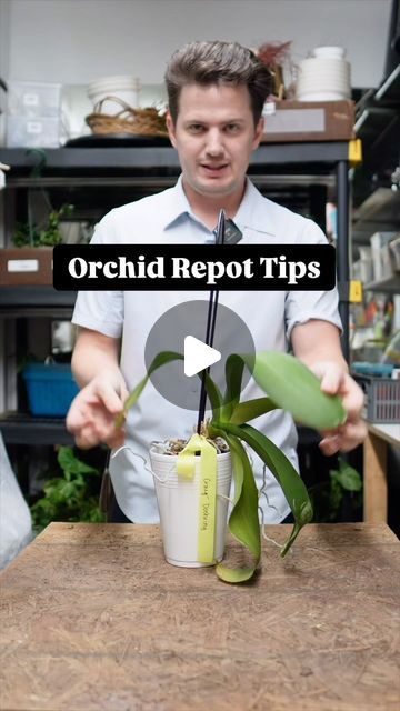 Tanner Mitchell on Instagram: "I also advise giving them bright light (1,000 foot candles. Fertilize with orchid food when theyre not flowering. #plantsofinstagram #orchids" Orchids Arrangements Ideas, Orchid Bowl, Orchid Food, Repotting Orchids, Orchid Fertilizer, Orchid Flower Arrangements, Orchid Planters, Orchid Pot, Orchid Arrangements