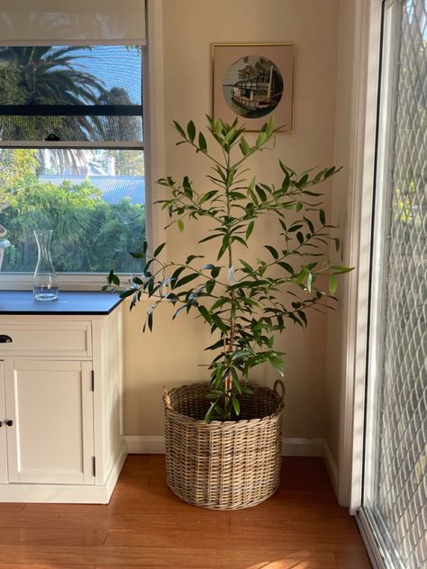 Kauri pine potted in large wicker basiet for indoor plant in dining room - Loire cane wicket basket from freedom Big Plant Indoor, Plants In Wicker Baskets Indoor, Plant In Dining Room, Plants In Baskets Indoor, Plant In Basket, Plants In Baskets, Top Of Refrigerator, Tall Indoor Plants, Basket Plant