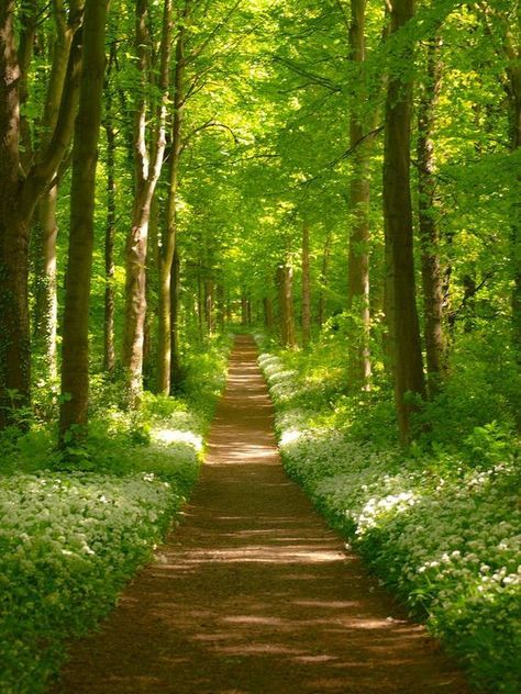 A Path In The Forest, Road Through Forest, Parks And Gardens Photography, Pathway Pictures, Forest With Path, Beautiful Forest Photography, Forest Pathways, Natural Pathway, Road In Forest