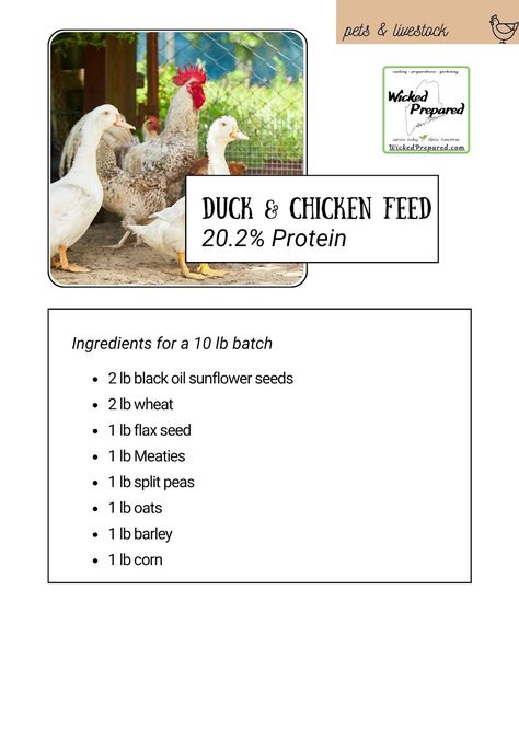 Wicked Prepared, Chicken Feed Diy, Duck Feed, Black Oil Sunflower Seeds, Chicken Farming, Backyard Chicken Farming, Diy Chicken, Chicken Garden, Chicken Feed