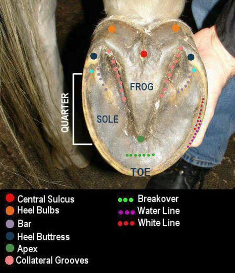 Hoof anatomy Horse Hooves, Equine Science, Equine Anatomy, Horse Lessons, Equine Care, Healthy Horses, Horse Information, Horse Knowledge, Horse Care Tips