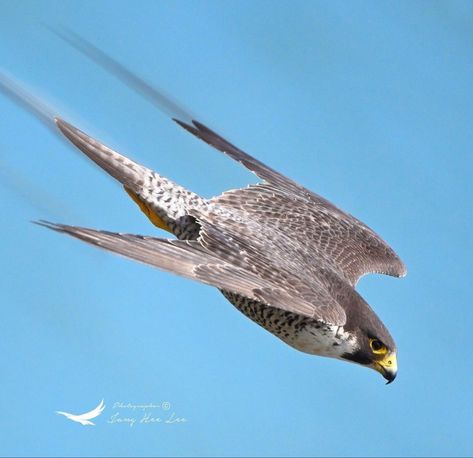 Falcon Tattoo, Raptor Bird Of Prey, Falcon Art, Wealth Lifestyle, Nikon Z9, Raptors Bird, Simple Tattoos For Guys, Peregrine Falcon, Perfectly Timed Photos