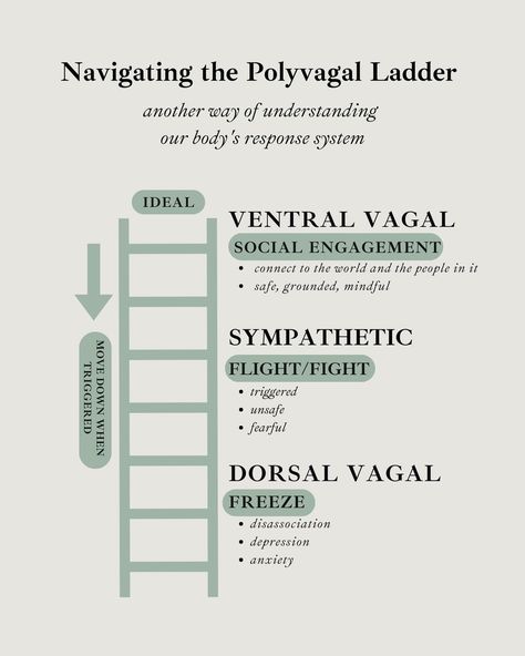 🔍 Understanding Our Nervous System Through the "Polyvagal Ladder" 🧠💡 Our autonomic nervous system operates like a highly coordinated team with three key players, engaging and recovering in a specific sequence. Let’s explore the "Polyvagal Ladder," a concept by Dr. Stephen Porges, made practical by Deb Dana. 1️⃣ Ventral Vagal Complex - This is the part of the parasympathetic branch that’s all about social engagement, connection, and safety. 🌟 THIS FEELS LIKE: Joy, connection, creativity, pla... Deb Dana Polyvagal, Ventral Vagal Activation, Polyvagal Ladder, Dorsal Vagal Shutdown, Ventral Vagal, Dorsal Vagal, Stephen Porges, Feeling Unsafe, Freeze Response