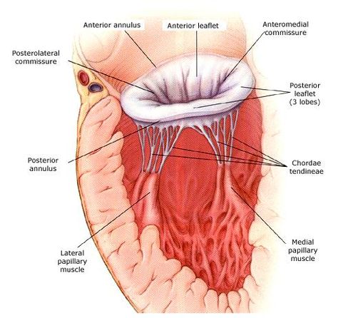 Side view of the mitral annulus. Mitral Valve Regurgitation, Cardiac Sonography, Heart Surgeon, Mitral Valve, Cardiac Disease, Heart Valves, Nursing School Motivation, Heart Anatomy, Heart Function