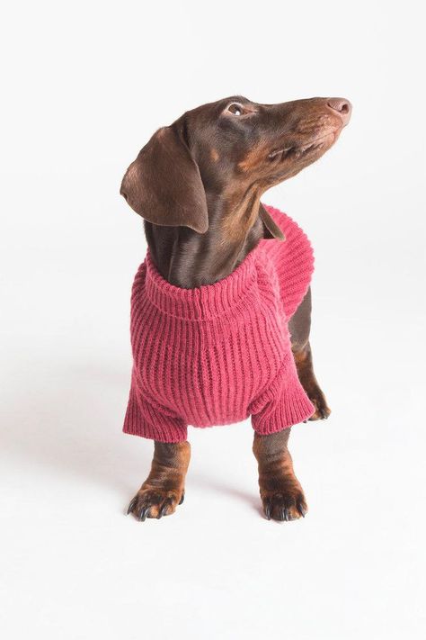 Dog wearing clothes