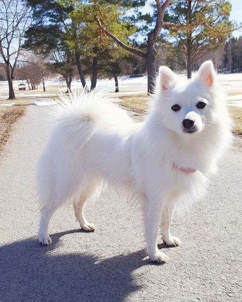 Dog Breed ➡️ Japanese Spitz From @tera.the.spitz 🐕 Tera 2 Years old Country #Sweden 🇸🇪 #arispedigree Spitz Dog Breeds, Japanese Spitz Puppy, Japanese Spitz Dog, Asian Dogs, Spitz Pomeranian, Pomeranian Dogs, Impossible Pie, Led Room, German Spitz