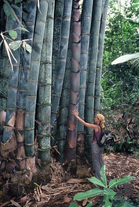 Dendrocalamus Giganteus Giant Bamboos Flowers, Plants & Planters Bamboo Projects, Bamboo Landscape, Giant Bamboo, Big Bamboo, Bamboo Species, Bamboo Seeds, Growing Bamboo, Bamboo Structure, Bamboo Architecture