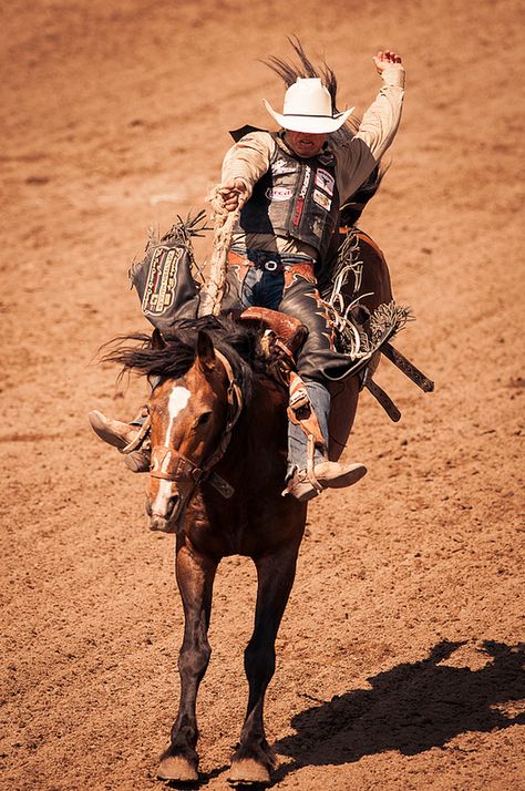 Stampede Calgary, Rodeo Photography, Saddle Bronc Riding, Bareback Riding, Saddle Bronc, Bronc Riding, Elephant Photography, Cowgirl Pictures, Rodeo Events