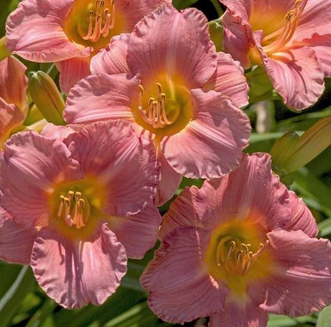 Daylily Landscaping, Reblooming Daylilies, Soft Pink Flowers, Day Lilies, Mid Summer, Happy House, Common Names, Daylilies, The Common