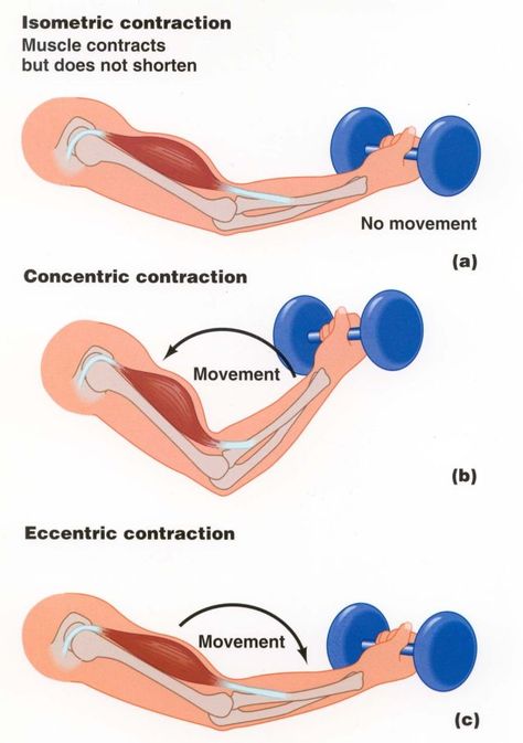 Eccentric Muscle Contraction, Tricep Pushdown, Leg Press Machine, How To Make Guacamole, Muscle Contraction, Lean Muscle Mass, Anytime Fitness, Build Lean Muscle, Strength Workout