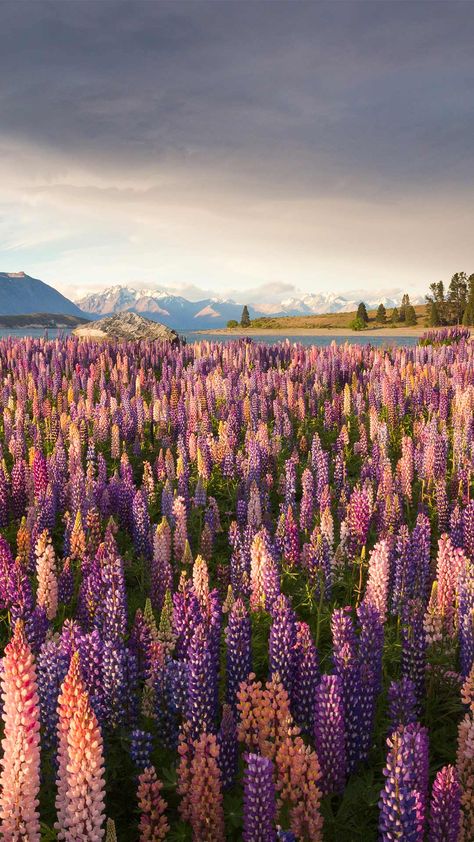 Flowers In The Mountains, Teresa Core, Lupine Flowers, Collage Pictures, Wildflowers Photography, Pretty Views, Sky Pics, Favourite Flowers, Western Wall Art