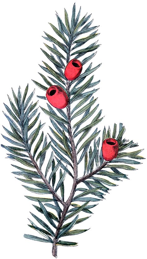 Yew Tree Drawing, Yew Branch Tattoo, Yew Tree Illustration, Yew Tree Tattoo, Yew Tattoo, Poison Tattoo, Berry Branch, Taxus Baccata, Christmas Branches