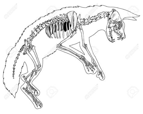 Fox Skeleton Anatomy, Animal Skeletons Tattoo, Fox Skeleton Drawing, Weasel Skeleton, Fox Skeleton Tattoo, Fox Skull Drawing, Coyote Skeleton, Animal Skeleton Drawing, Drawing Canines