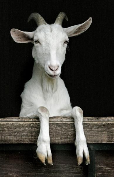 Hi. Goat Art, Cute Goats, A Goat, Goat Farming, Baby Goats, Farm Yard, Animals Friends, Animal Kingdom, Animals Beautiful