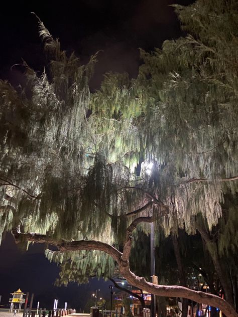 White Willow Tree Wallpaper, Willow Tree Wallpaper, Tree At Night, Aesthetic Tree, White Willow, Tree Wallpaper, Willow Tree, Blue Roses, Barn Wood