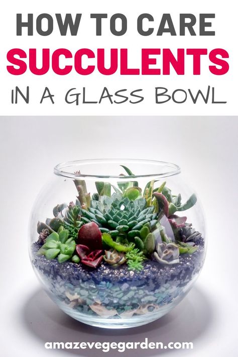 Succulent Arrangements In Glass Bowl, Plants In Glass Bowl, Succulents In Water, Christmas Succulents, Care For Succulents, Succulents Arrangements, Marimo Moss Ball Terrarium, Zay Flowers, Succulent Bowl