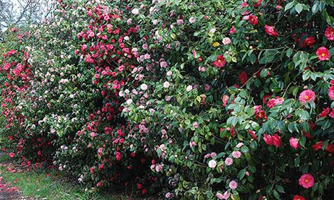 Camellia hedges for beauty and privacy; (image source: unknown) Camellia Tree, Camellia Plant, Leyland Cypress, Privacy Hedge, Garden Hedges, Acid Loving Plants, Southern Garden, Garden Shrubs, Landscaping Plants