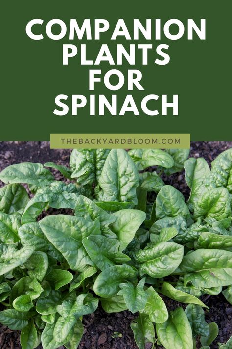 Companion Plants for Spinach And What Not To Grow With Spinach In The Garden How To Harvest Spinach, Spinach Plant, Planting Spinach, How To Grow Spinach, Grow Spinach, Gardening Veggies, Growing Tomatoes Indoors, Growing Spinach, Spinach Seeds