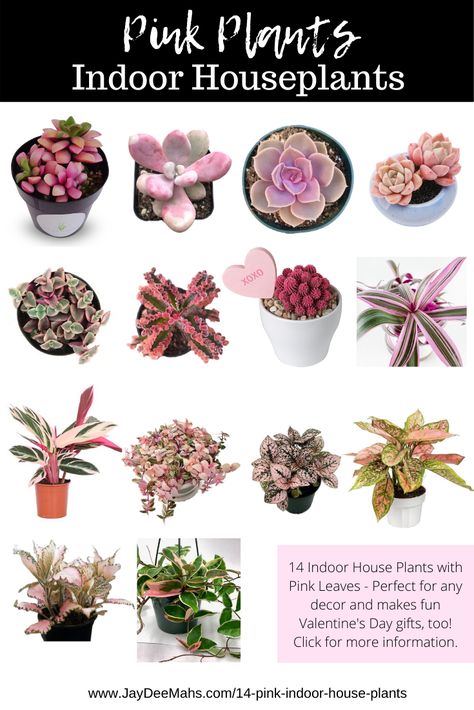 Instead of giving roses on Valentine's Day, give one of these PINK plants instead! Plants live for many years, and is a reminder of your love. #ValentinesDayGifts #pinkhouseplants #pinkplants #JayDeesBlogPage Pink Leaf Plant, Indoor Plant Ideas, Plants With Pink Flowers, Pink Plants, Indoor House Plants, Plant Accessories, Plant Goals, Plant Care Houseplant, Inside Plants