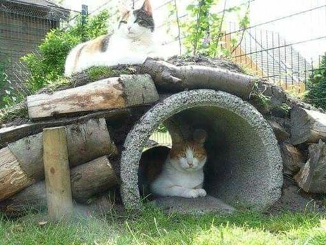 Diy Cat Tunnel, Outdoor Cat Tree, Catio Ideas, Cat Habitat, Cat Repellent, Ideas For Cats, Chat Diy, Cat Patio, Outdoor Cat Enclosure