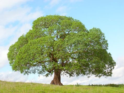 John's buckeye tree Narra Tree, Buckeye Tree, Amazing Trees, Mighty Oaks, Love Background Images, Tree Hugger, Book Images, Garden Trees, Pen Art