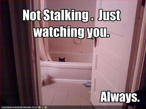 not stalking. just watching you.... always! (this is one of my parenting mantras :)) Always Watching, Pet Day, Funny Animal Pictures, Pics Art, Crazy Cat Lady, Animal Memes, Bones Funny, Crazy Cats, Funny Cute