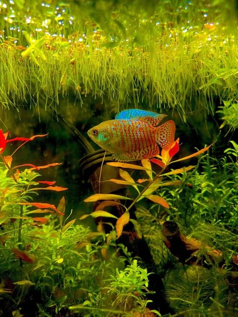 Beautiful Aquarium Fish, 10 Gallon Community Tank, Community Fish Tank Freshwater, Freshwater Aquarium Fish Tank Ideas, 30 Gallon Fish Tank Ideas, 20 Gallon Fish Tank Ideas, Guppy Fish Tank Ideas, 10 Gallon Aquascape, 10 Gallon Fish Tank Ideas