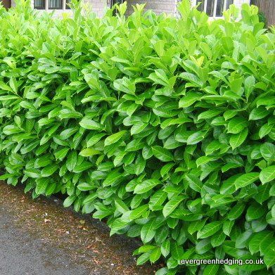 English Laurel Hedge Privacy Fences, Holly Hedge Landscaping, Laurel Hedge Front Garden, Laurel Hedge Ideas, Portugese Laurel Hedge, Schip Laurel Hedge, Cherry Laurel Hedge Privacy Fences, English Laurel Hedge, Skip Laurel Landscape