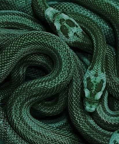 Green snakes | Scales aesthetic Rabastan Lestrange, Slytherin Pride, Dark Green Aesthetic, Slytherin House, Beautiful Snakes, Hogwarts Aesthetic, Green Snake, Slytherin Aesthetic, Harry Potter Aesthetic