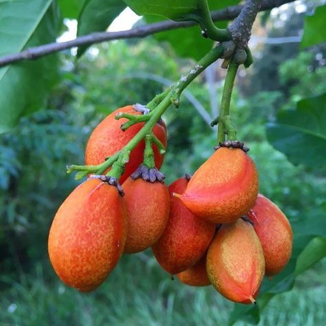 Giant Vegetable, Weird Fruit, Butter Fruit, Live Tree, New Fruit, Edible Landscaping, Milk Shakes, Food Forest, Beautiful Fruits