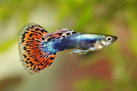 Guppy Fish for 10 gallon tank Tanaman Air, Ikan Air Tawar, Tropical Fish Tanks, Guppy Fish, Fresh Water Fish Tank, Tropical Aquarium, Freshwater Aquarium Fish, Saltwater Tank, Marine Aquarium