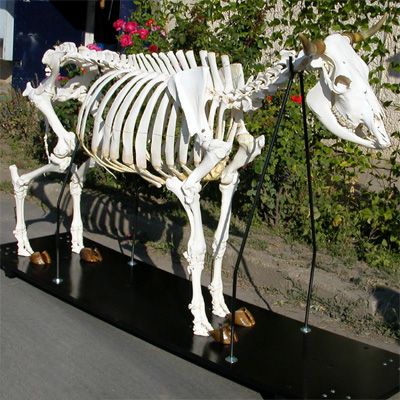 Cow Skeleton, Cow Aesthetic, Vet Life, Fashion Collaboration, Son Of Zeus, Animal Skeletons, Eating Right, Animal Skull, Cow Bones