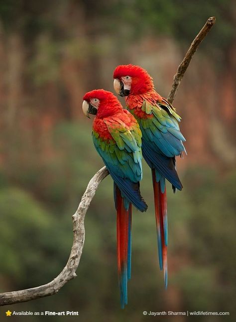 Jungle Paradise, Jungle King, Bird Reference, Scarlet Macaw, Portfolio Theme, Parrots Art, Tropical Animals, Wild Wolf, Most Beautiful Birds